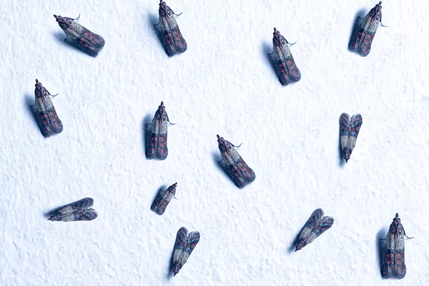 Polillas de despensa, una vieja conocida