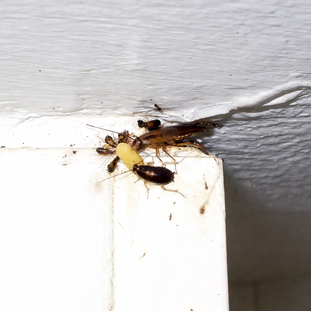 Cucarachicida Advion gel 30 G